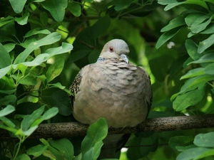 Leaf, pigeon, branch