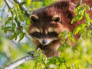 branch pics, raccoon, Leaf