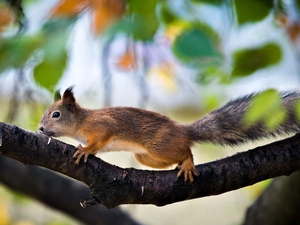 Leaf, squirrel, branches