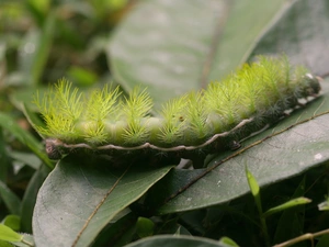 leaf, Green, caterpillar