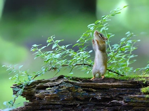 branch, Leaf, Chipmunk, trees, squirrel