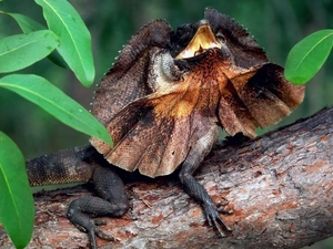 trees, Leaf, Collared, lizard, Agama