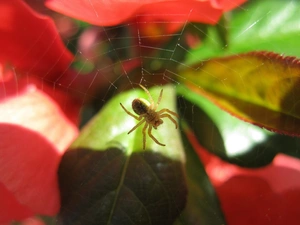 Leaf, Spider, color