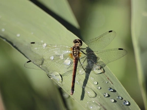 dew, dragon-fly, Leaf