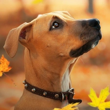 Rhodesian ridgeback, dog, Leaf, graphics, Falling, Puppy