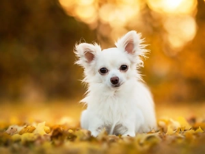 Leaf, White, doggy