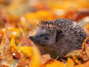 Leaf, hedgehog, fallen