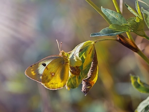 Leaf, butterfly, plant, ligh, fuzzy, background, flash, luminosity, sun