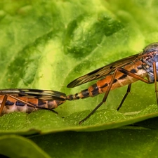 leaf, Two, Flies