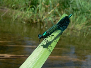Calopteryx virgo, water, leaf, dragon-fly