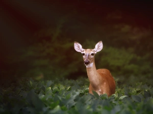 roe, Leaf, forest, green ones