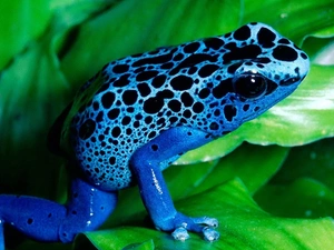 Leaf, Blue, frog
