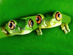 leaf, Two, frogs