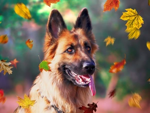 dog, Leaf, graphics, German Shepherd
