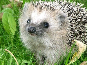 Leaf, hedgehog, grass