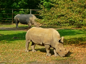 viewes, Leaf, grass, trees, Rhinos