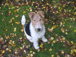 grass, Lakeland Terrier, Leaf