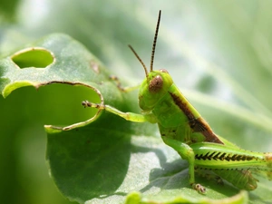 leaf, grasshopper