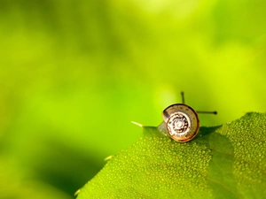 leaf, snail, Green