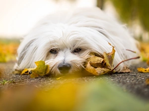 Leaf, lying, Havanese
