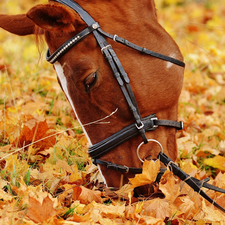 Leaf, Horse, head