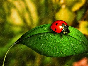 ladybird, Rain, drops, leaf