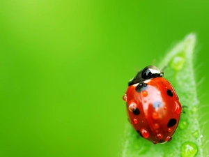 ladybird, drops, water, leaf