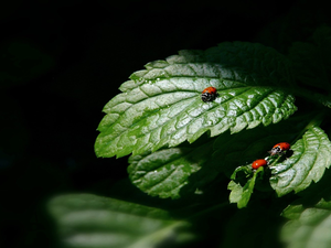 ladybugs, green ones, Leaf