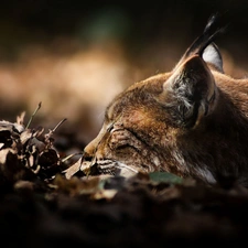 Leaf, sleepy, Lynx