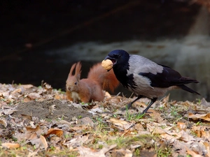 nut, Leaf, magpie, Hairs, squirrel