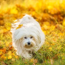 Leaf, dog, Maltese