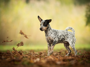 fuzzy, background, car in the meadow, Leaf, dog