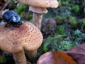 Leaf, beetle, mushrooms