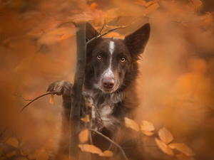 sapling, Border Collie, fuzzy, muzzle, dog, Leaf, background