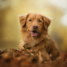 dog, muzzle, Leaf, Retriever Nova Scotia