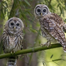 Owls, Leaf, owls, branch pics