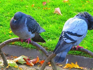 Autumn, Leaf, Park, grass, Deep