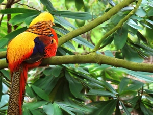 Leaf, Golden, pheasant