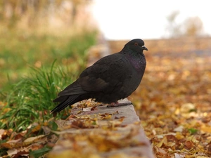 Leaf, Black, pigeon