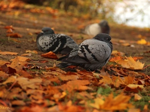 Autumn, Leaf, pigeon, dry, Gray