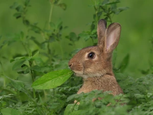 Plants, Wild Rabbit, leaf