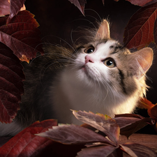 Brown, Leaf, Ragdoll, mouth, cat