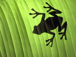 shadow, strange frog, leaf