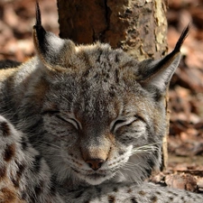 sleepy, forest, Leaf, Lynx