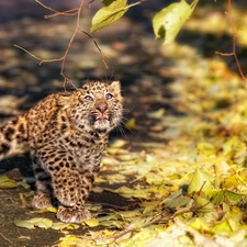 small, Autumn, Leaf, Leopards