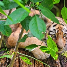 small, Bush, Leaf, Tiger