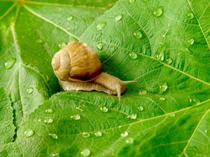 snail, drops, rain, Leaf