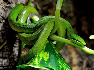 leaf, Green, Snake