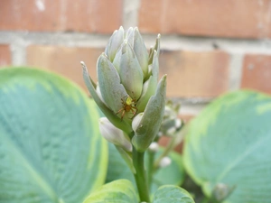 Spider, wall, brick, Leaf