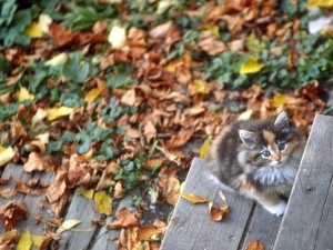 Leaf, kitten, Stairs